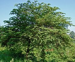 Pohon Kersen (Sumber Foto : Diambil dari www.google.co.id)